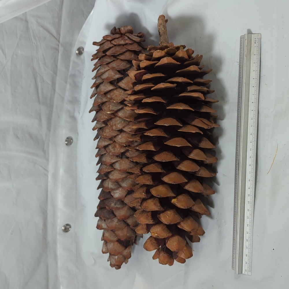 2 huge Pine cone